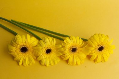 Sarı gerbera çiçekleri sarı arka planda toplanır