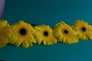 Sarı gerbera çiçekleri mavi arka planda toplanır