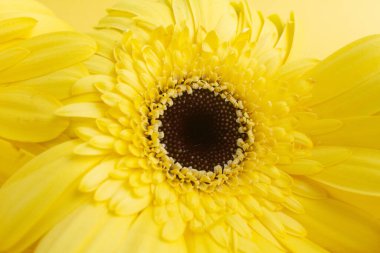 Sarı arka planda bir sarı gerbera çiçeği, yakın plan.