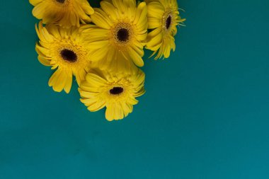 Sarı gerbera çiçekleri mavi arka planda toplanır