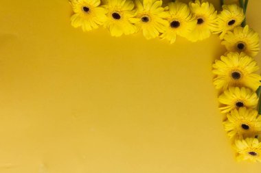 Sarı gerbera çiçekleri sarı arka planda toplanır