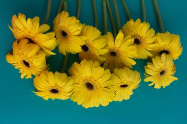 Sarı gerbera çiçekleri mavi arka planda toplanır