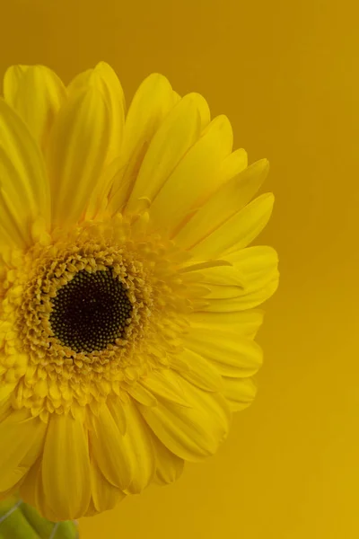 Sarı arka planda bir sarı gerbera çiçeği, yakın plan.