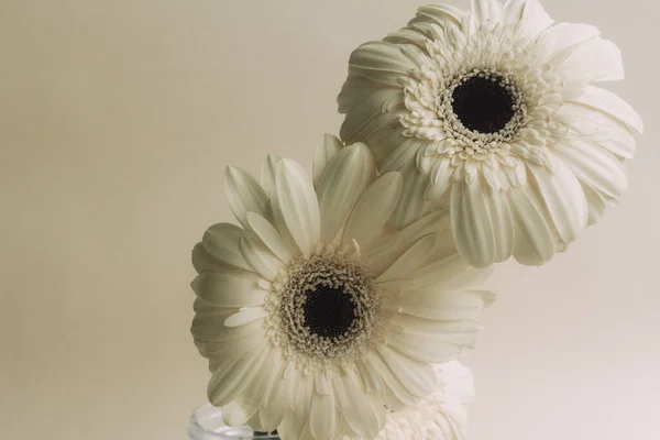 Bej rengi Gerbera çiçekleri bej arka planda.