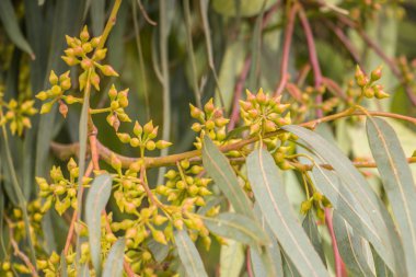 Okaliptüs ağacı portre