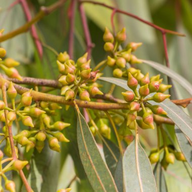 Eucalyptus tree flowers clipart