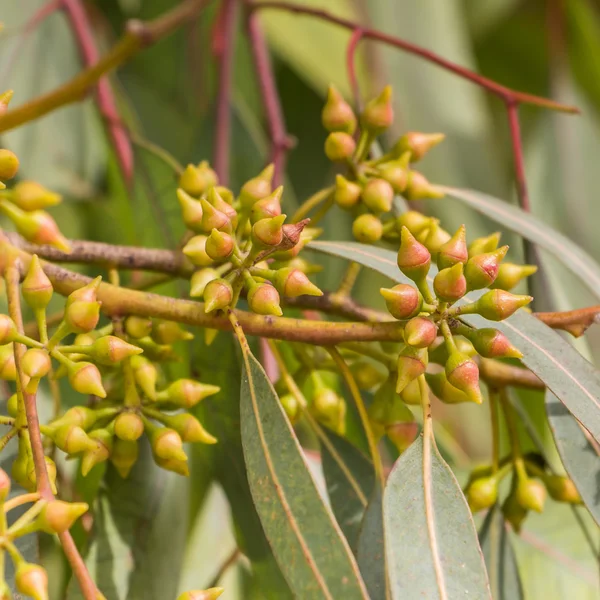 Eukaliptusowe drzewo kwiaty — Zdjęcie stockowe