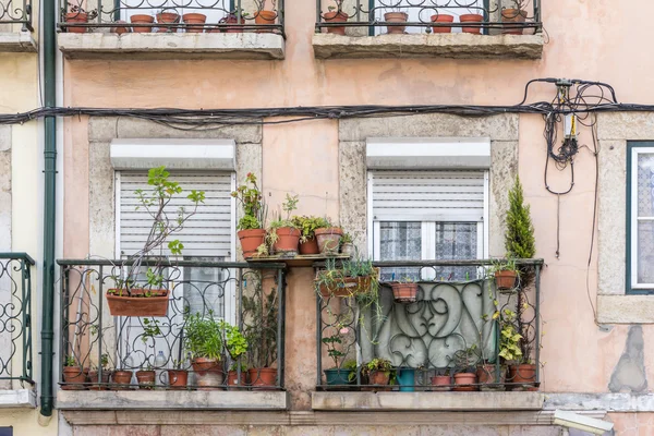 Blumentöpfe und Zimmerpflanzen auf einem alten verwitterten Balkon — Stockfoto
