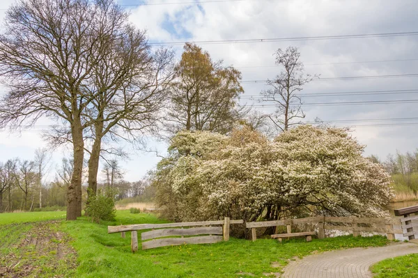 Blossoming shadbush along the river Regge in the Netherlands — Stock Photo, Image