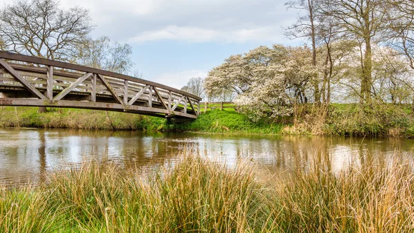 Sombra floreciente a lo largo del río Regge en los Países Bajos —  Fotos de Stock