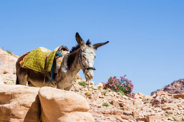 Burro de beduíno no antigo Petra na Jordânia — Fotografia de Stock