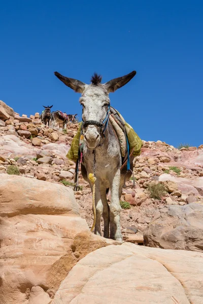 Burro de beduíno no antigo Petra na Jordânia — Fotografia de Stock