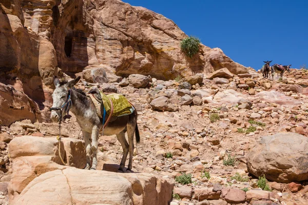 Burro de beduíno no antigo Petra na Jordânia — Fotografia de Stock