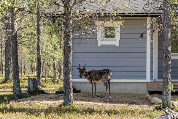 Sobi se skrývají ve stínu domu ve Finsku — Stock fotografie