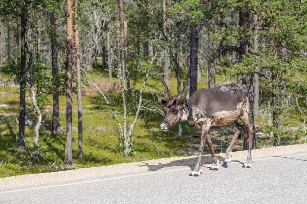 Renar vandring längs vägen i Finland — Stockfoto