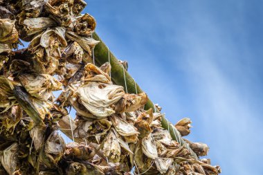 Stockfisch veya cod Lofoten Adaları Norveç kurutma