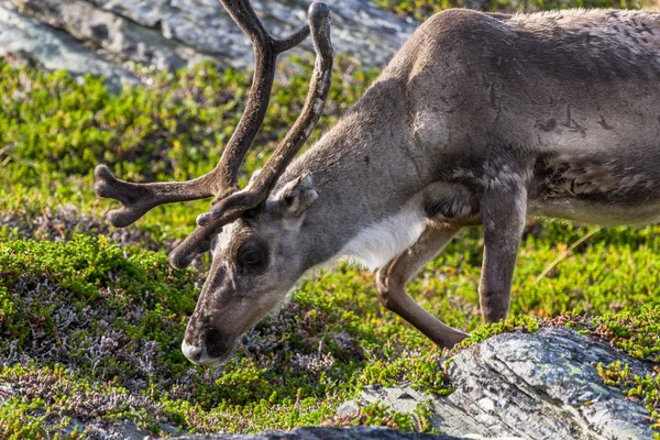 Renna bruna del popolo Sami lungo la strada in Norvegia — Foto Stock