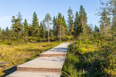 Boardwalk in Urho Kekkonen National Park in Finland.  clipart