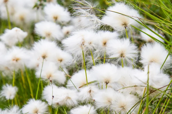 Cotton graas in the swamp of Finland — Stock Photo, Image