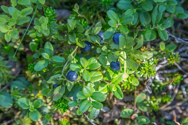 Wild modré bobule — Stock fotografie