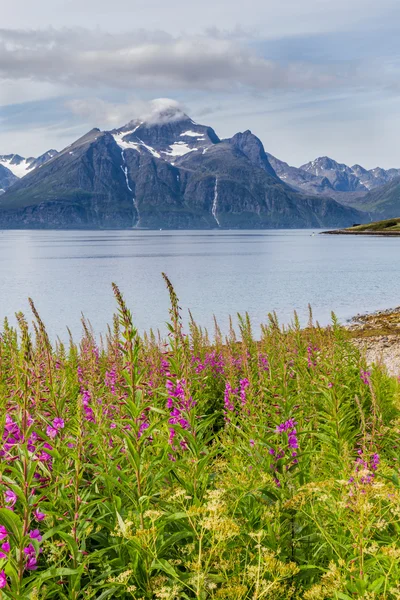 Typical Scandinavian landscape with  purple loosestrife along a — Stock Photo, Image