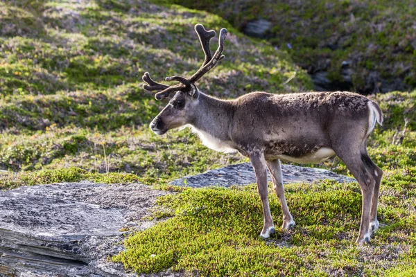Brown reindeer of the Sami people along the road in Norway Royalty Free Stock Images