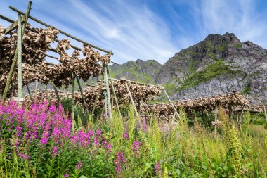 Stockfisch veya cod Lofoten Adaları Norveç kurutma