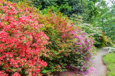 Ormangülü çiçek genel bir parkta