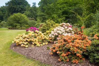 Ormangülü çiçek genel bir parkta