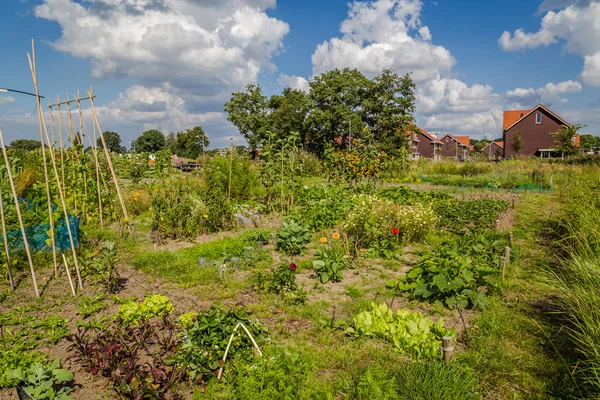 Agriculture urbaine : un potager à côté de maisons modernes à th — Photo