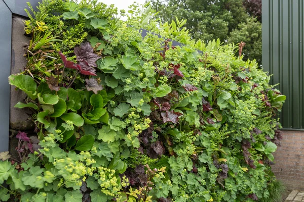 Jardinería vertical o pared verde —  Fotos de Stock