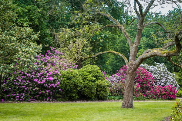 Rhododendron Flowers in a public park — Stock Photo, Image