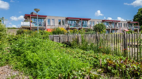 Urban agriculture: a vegetable garden beside an apartment buildi — Stock Photo, Image