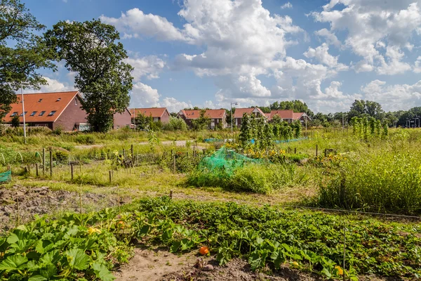Városi mezőgazdaság: a konyhakert mellett modern házak th — Stock Fotó