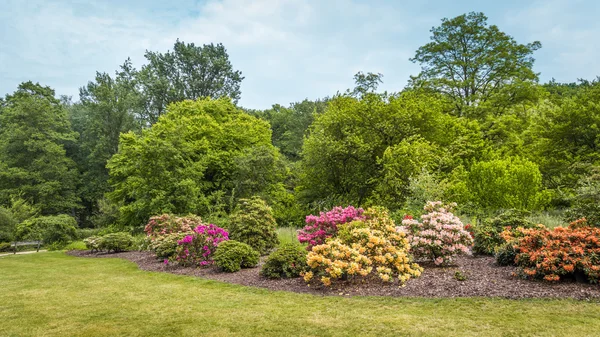 Rhododendron Flowers in a public park — Stock Photo, Image