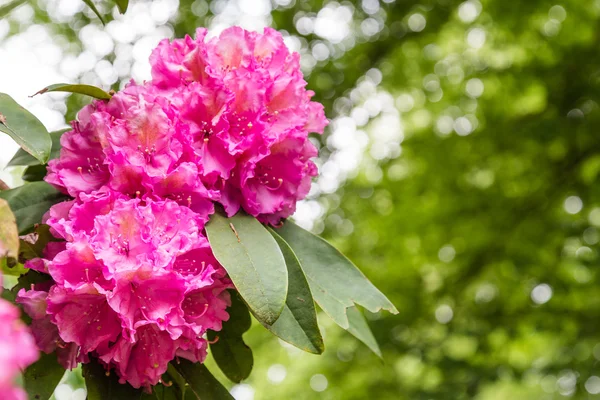 분홍색 진달래 꽃의 근접 촬영 — 스톡 사진