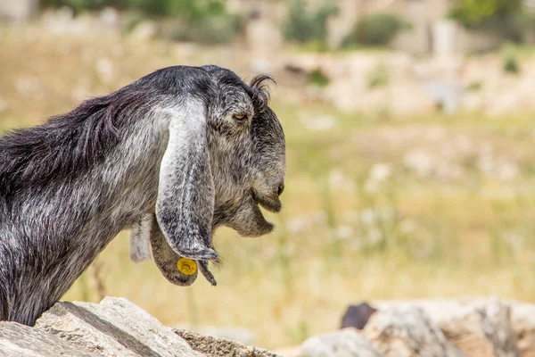 Забавный взгляд дамасского козла в Иордании — стоковое фото