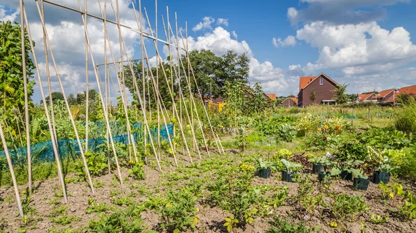 Urbane Landwirtschaft: ein Gemüsegarten neben modernen Häusern in — Stockfoto