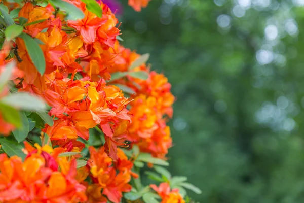 Rododendron květiny pozadí — Stock fotografie