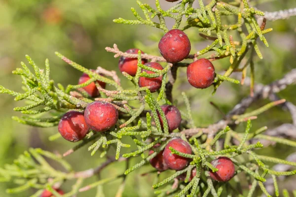 Wilde Wacholderbeeren im Dana National Reserve in Jordanien — Stockfoto