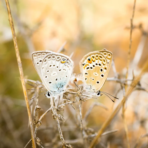 Papillons bleus dans la réserve nationale de Dana en Jordanie — Photo