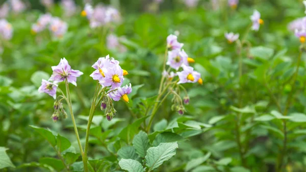Purple Potato flowers on a field — Stock Photo, Image