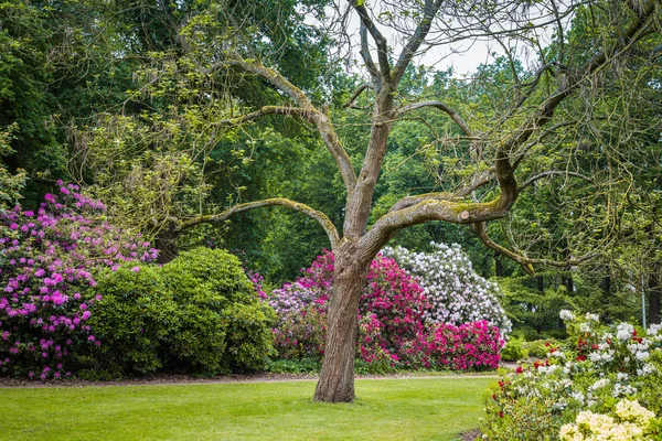 Rhododendron Flores en un parque público —  Fotos de Stock
