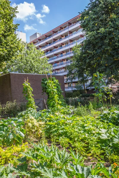 Urbane Landwirtschaft: Gemüsegarten neben einem Mehrfamilienhaus in einem Vorort der Stadt — Stockfoto