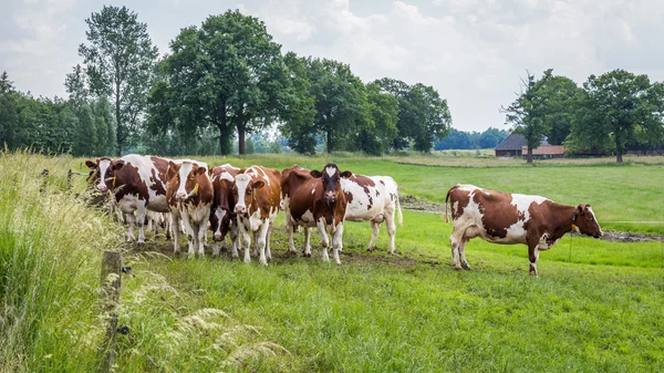 Brown white cows in the field — Stock Photo, Image