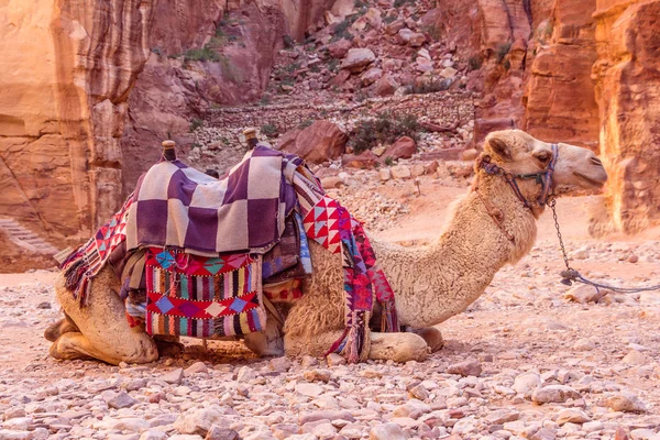 Groep van kamelen in de oude stad Petra in Jordanië — Stockfoto