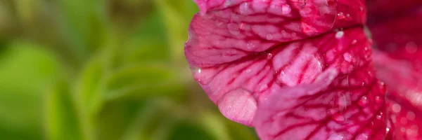 Flower banner wiht petunia