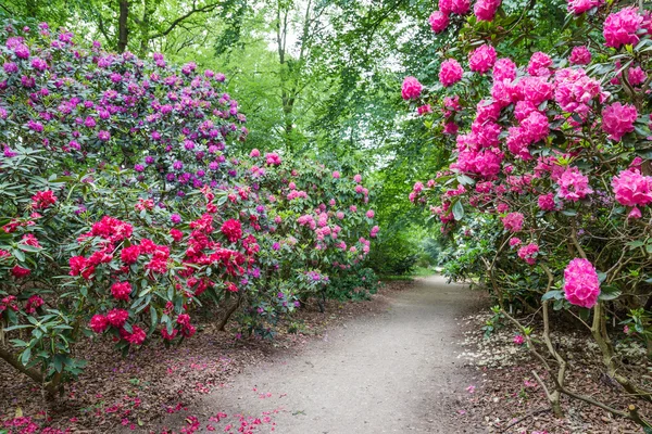 Rhododendron Flowers in a public park — Stock Photo, Image