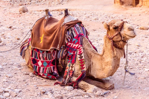 Grupo de camelos na antiga cidade de Petra, na Jordânia — Fotografia de Stock