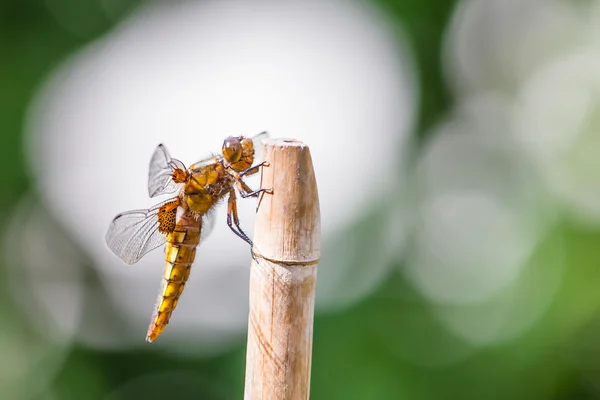 Broad bodied chaser (Libellula depressa) — Stock Photo, Image